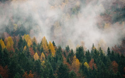 Ljuddämpande tavla - Autumn forest in fog 3d