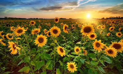 Ljuddämpande tavla - Sunflower field at sunset 3d