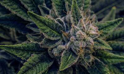 Ljuddämpande tavla - Cannabis plant close up