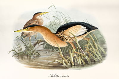 Ljuddämpande tavla - Water birds