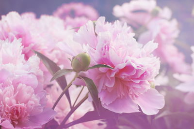 Ljuddämpande tavla - Bright peonies roses