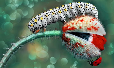 Ljuddämpande tavla - A caterpillar and a ladybug