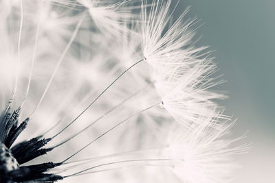Ljuddämpande tavla - Dandelion seeds