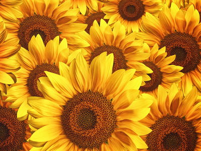 Ljuddämpande tavla - 3d sunflower flowers