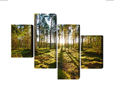 Ljuddämpande tavla - Forest landscape with sunset