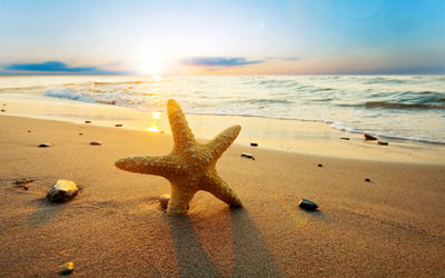 Ljuddämpande tavla - Starfish on the beach 3d