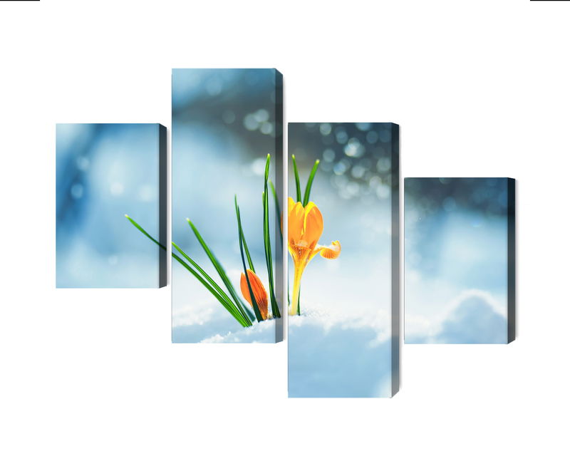 Ljuddämpande tavla - Yellow crocuses breaking