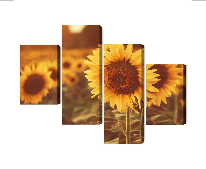 Ljuddämpande tavla - A field of sunflowers