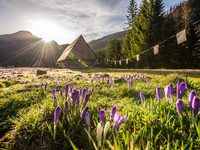 Ljuddämpande tavla - Chocholowska valley