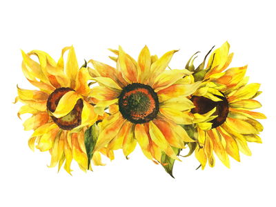 Ljuddämpande tavla - Three sunflowers on a white