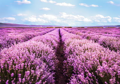 Ljuddämpande tavla - 3d blooming lavender field
