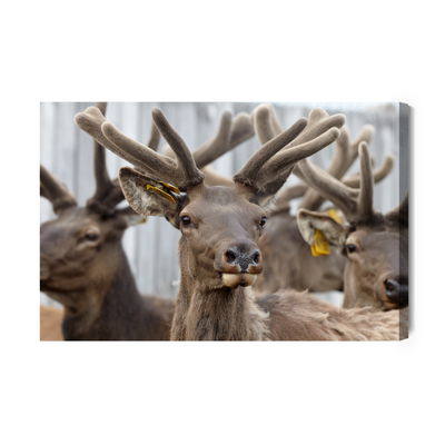 Ljuddämpande tavla - A herd of reindeer