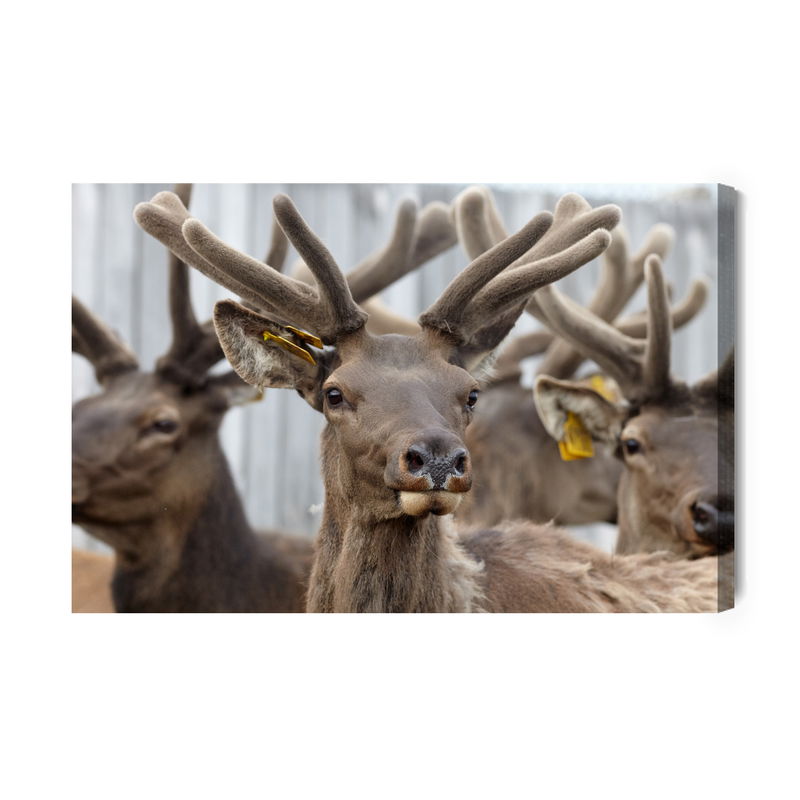 Ljuddämpande tavla - A herd of reindeer