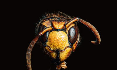 Ljuddämpande tavla - Hornet on a macro scale