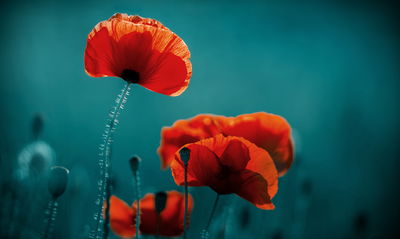 Ljuddämpande tavla - Macro poppies