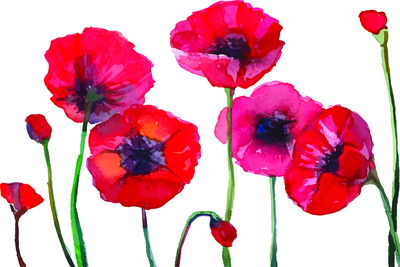 Ljuddämpande tavla - Beautiful watercolor poppies