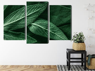 Ljuddämpande tavla - Salvia leaves on a macro