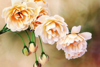 Ljuddämpande tavla - Miniature roses