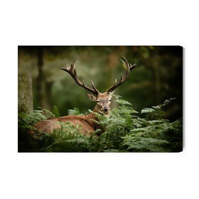 Ljuddämpande tavla - A deer in the green