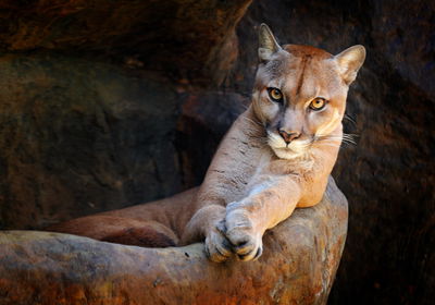 Ljuddämpande tavla - Puma in its natural habitat