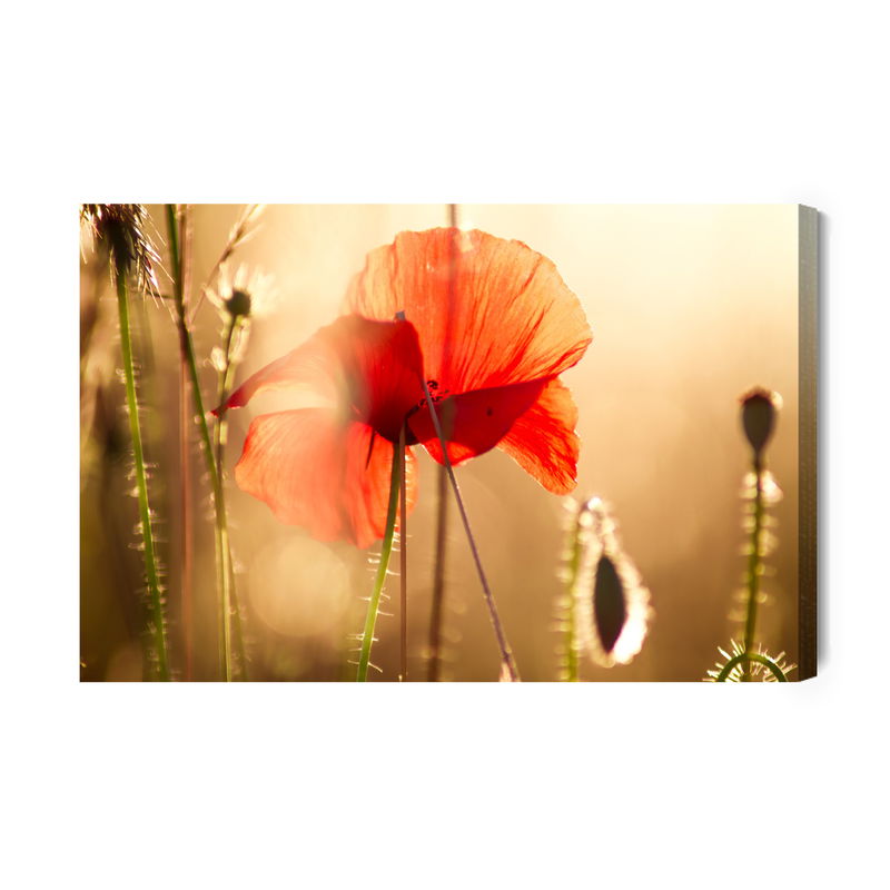 Ljuddämpande tavla - Poppies in the sun