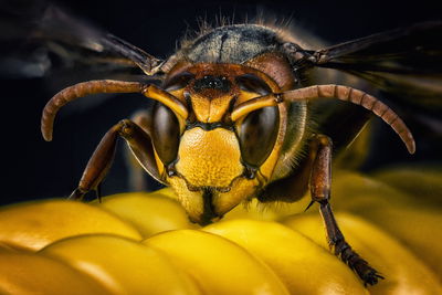 Ljuddämpande tavla - Wasp on a macro scale