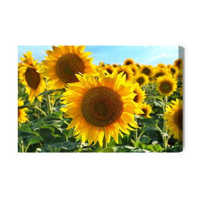 Ljuddämpande tavla - 3d sunflower field
