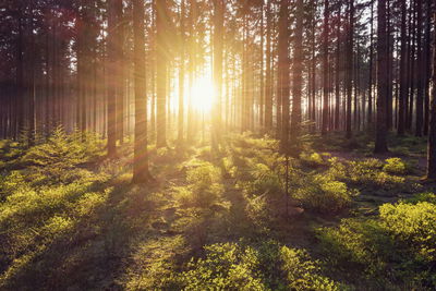 Ljuddämpande tavla - The sun's rays in the forest