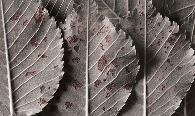Ljuddämpande tavla - Gray leaves on a macro scale