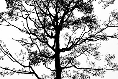 Ljuddämpande tavla - Black tree on a white