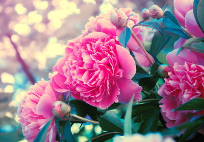 Ljuddämpande tavla - Peony bush