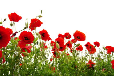 Ljuddämpande tavla - Red poppies on a white