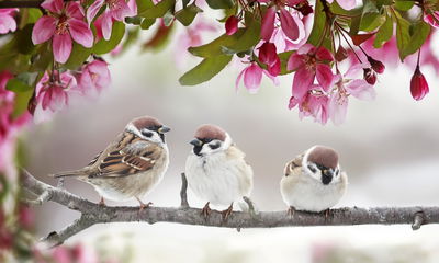 Ljuddämpande tavla - Sparrows among flowers