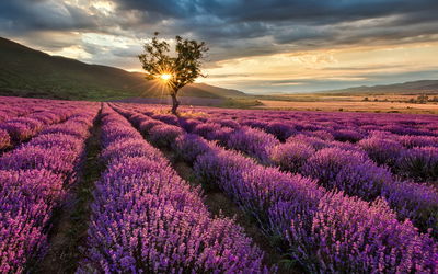 Ljuddämpande tavla - Lavender field at sunset 3d