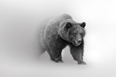 Ljuddämpande tavla - Bear in the fog 3d