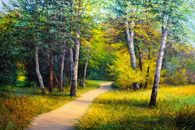 Ljuddämpande tavla - Path in a birch forest
