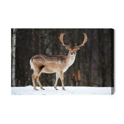 Ljuddämpande tavla - Deer on the background