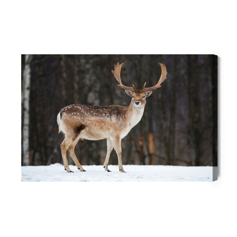 Ljuddämpande tavla - Deer on the background