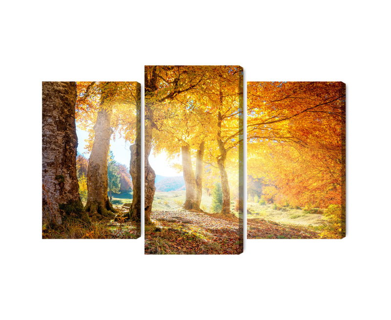 Ljuddämpande tavla - Sunny autumn forest