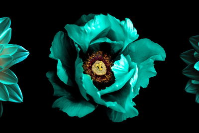 Ljuddämpande tavla - Turquoise flowers on a black