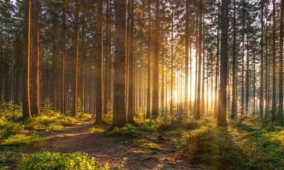 Ljuddämpande tavla - Sunset in the forest