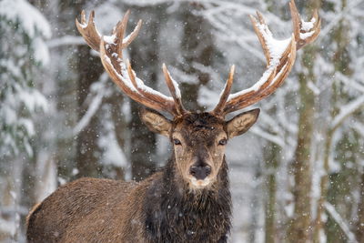Ljuddämpande tavla - Deer in the winter forest