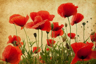 Ljuddämpande tavla - Vintage wild poppies