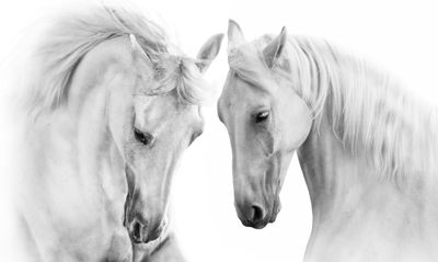 Ljuddämpande tavla - Two horses on a white