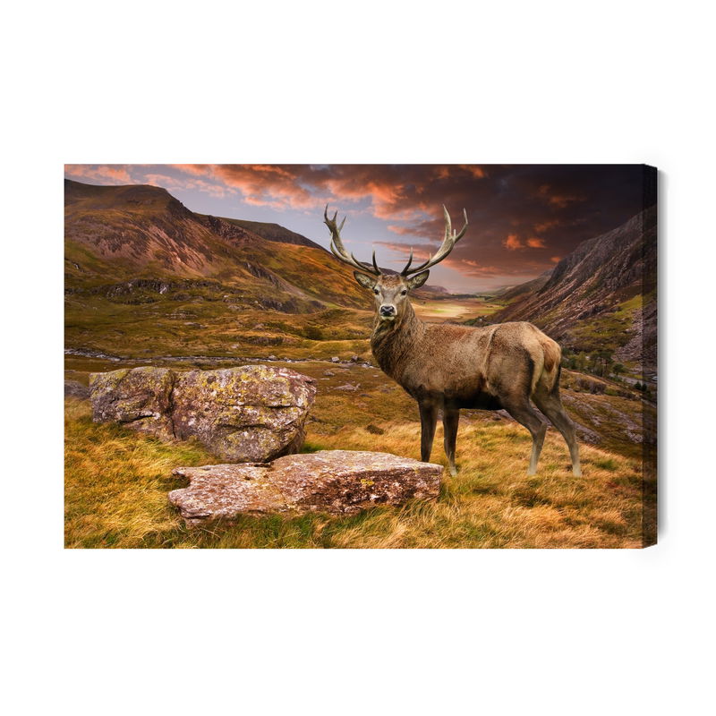 Ljuddämpande tavla - Deer in the mountains