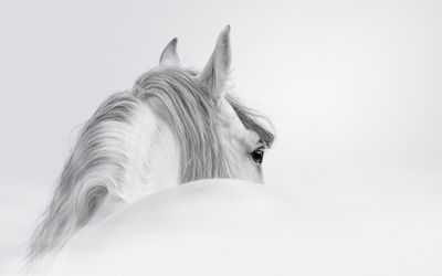 Ljuddämpande tavla - Andalusian horse in the fog