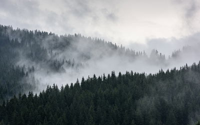 Ljuddämpande tavla - Misty 3d forest landscape