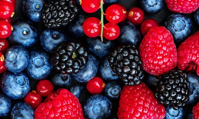 Ljuddämpande tavla - Forest fruits on a macro
