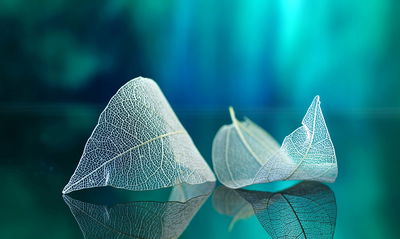 Ljuddämpande tavla - Delicate leaves close up