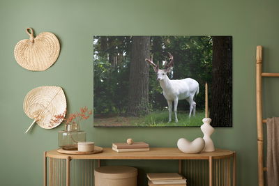 Ljuddämpande tavla - Albino deer in the forest